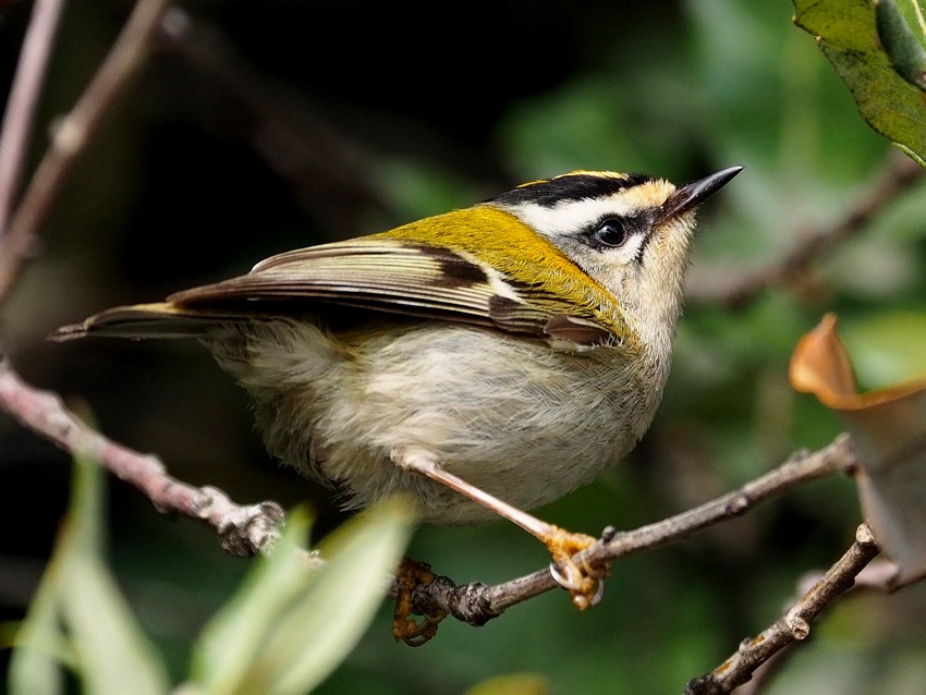 Regolo e Fiorrancino (Regulus regulus e Regulus ignicapilla)